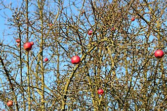 Old red apples on dry apple tree in mild winter