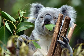 Koala at Lone Pine Sanctuary in Brisbane, Australia