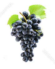 Cluster of blue grape isolated