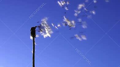 Dandelion seeds flying in the blue sky.