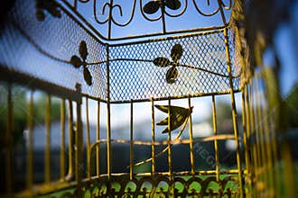 Pet Birds Perspective In Cage