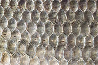 Fish scales, crucian carp background, cartilaginous fish, macro, close-up