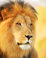 Male Lion