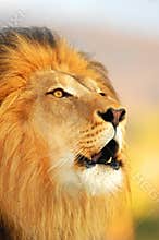 Male Lion