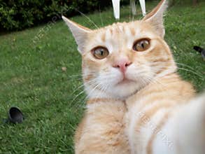 Cat selfie