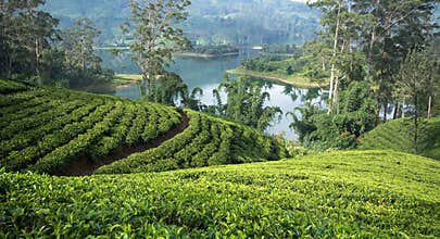 Sri Lanka's Tea estates