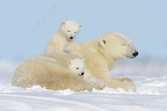 Polar bear (Ursus maritimus) with cubs