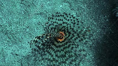 Underwater marine life, closeup video of a magnificent feather duster worm