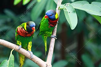 Two Rainbow Lorikeets