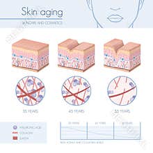Skin aging