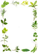Herb Leaf Beauty