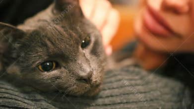 Woman and Cat . Fierce Grumpy purebred Cat. Funny domestic Pets. Close-up of Cat eyes.