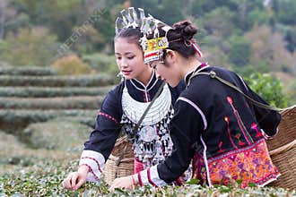 The Hmong women on their traditional dresses are collecting tea leaves