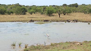 The view of flora and fauna in Yala National Park, Sri Lanka.