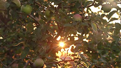 Slowly Moving Across The Branches Of Apple Tree With Ripe Apples
