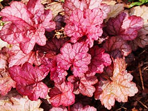 Heuchera `Encore`