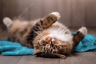 Tabby cat lying