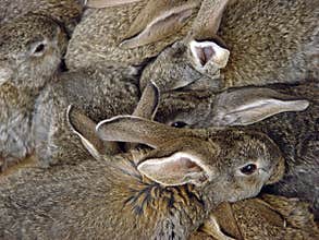 Bunch of rabbits