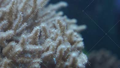 Corals on the bottom of the aquarium