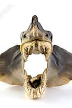 Shark teeth