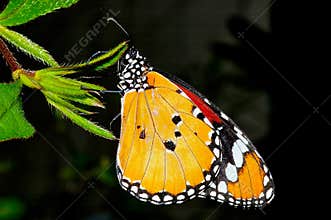 Butterfly on a leaf