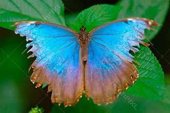 Turquoise on a leaf