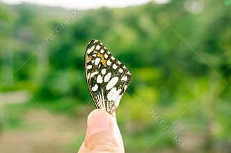 Close up part of butterfly wing on nature background