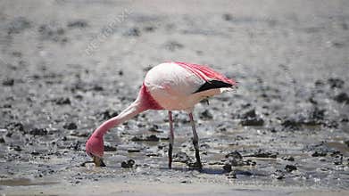FLAMINGO large Birds in Laguna Colorada, Bolivia