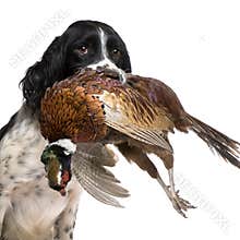 English Springer Spaniel hunting (1 year)