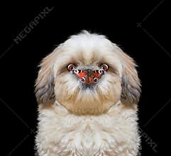 Dog looks at butterfly at his nose