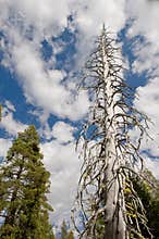 Withered tree in scenic forest