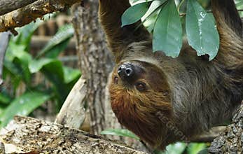 Sloth