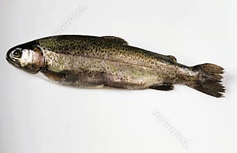Rainbow trout