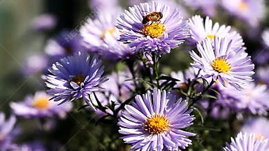 Insects collect nectar from blooming flowers