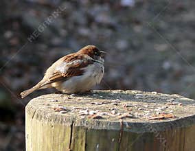 Sparrow