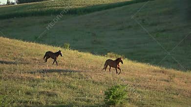 Two horses running in slo-mo.