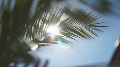 The sun's rays make their way through the branches of palm trees