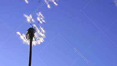 Dandelion seeds flying in the blue sky.