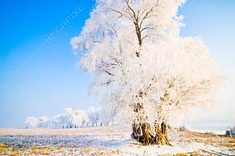 Winter landscape with frosted trees