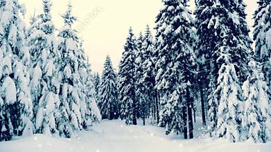 Winter snowy forest with snow covered trees, falling snow and stars. Vintage Christmas, new year slow motion animation, HD 1080.