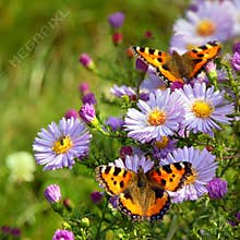 Two butterfly on flowers