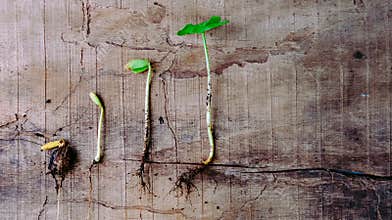 Sequence of germination baby plants growing up