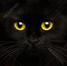 Cute muzzle of a black cat close up