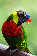 Rainbow Lorikeet