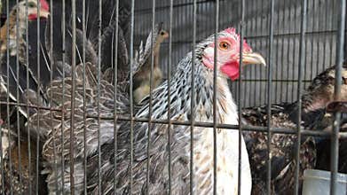 Group of Chicken in Metal Cage