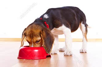 Beagle puppy eating