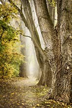 Autumn Alley
