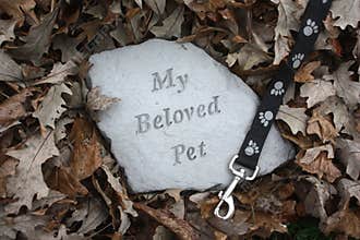 Loss of a Pet in Fall