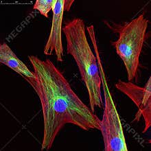 Confocal microscopy of fibroblast cells