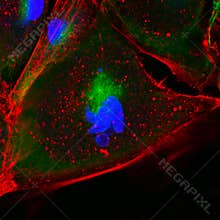 Confocal microscopy of fibroblast cells